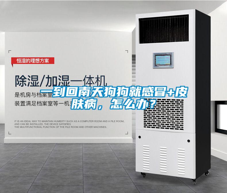 一到回南天狗狗就感冒+皮膚病，怎么辦？