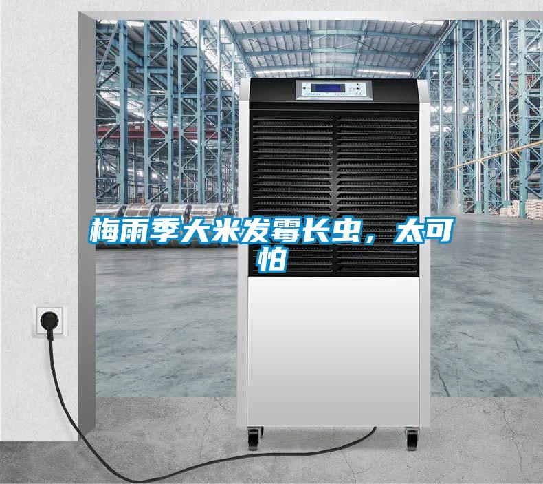 梅雨季大米發(fā)霉長(zhǎng)蟲，太可怕