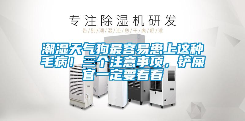 潮濕天氣狗最容易患上這種毛??！三個(gè)注意事項(xiàng)，鏟屎官一定要看看