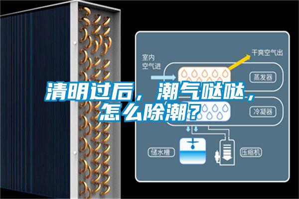清明過(guò)后，潮氣噠噠，怎么除潮？